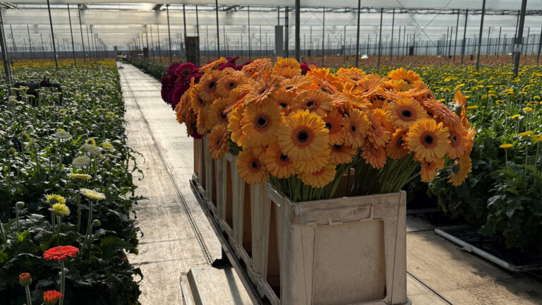 Villa Gerbera: Passie voor het Kweken van Hoogwaardige Gerbera’s