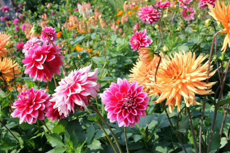 Biologische Bloementeelt: Een Nieuwe Trend in de Sierteelt?