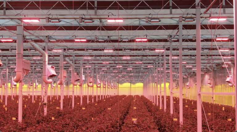 Rozen telen met de laagste footprint: duurzaamheid als nieuwe standaard