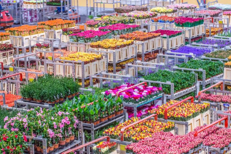 Uw Inkooppartner voor Exclusieve Bloemen en Standaard Favorieten